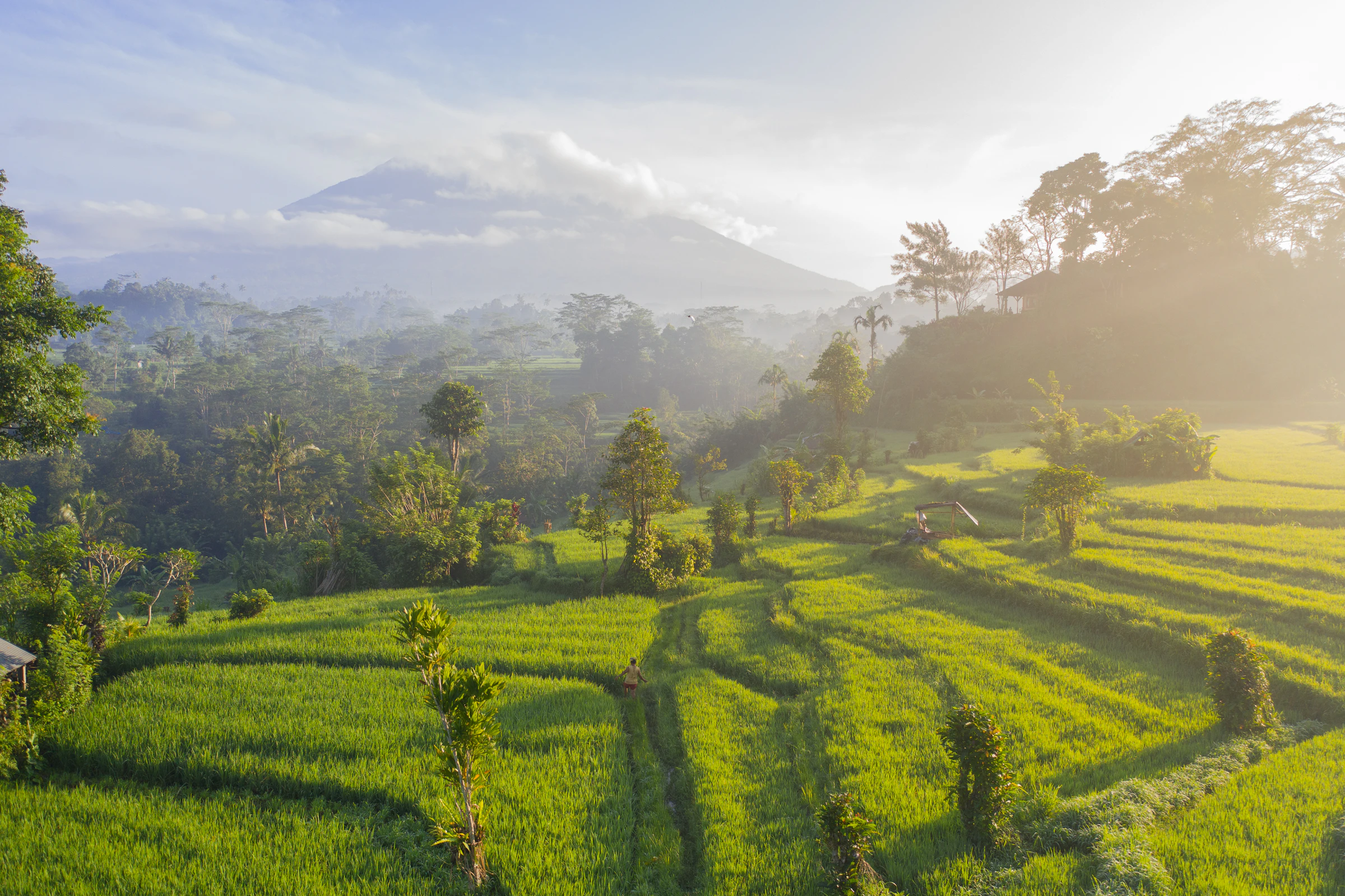 Green rice terraces in morning light below a volcano.